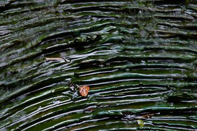 Fountain Macroby David Pichevin