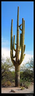 Saguaroby David Pichevin