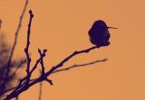 Winter Hummingbird<BR><font size=1>by bbzippo</font>