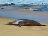 <br><B>But mostly I end up laying around in the sun</B><BR><FONT size=3>by rrehkemper</FONT>
