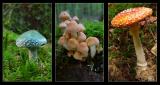<B>....only if seen from above</B><br>by Willem