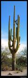 <B>Saguaro</B><BR><FONT size=1>by David Pichevin</FONT>