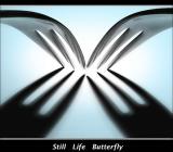 3rd Place <br>Still Life Butterfly<br>by MFC