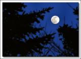 <B>By the Light of the Silvery Moon</b>