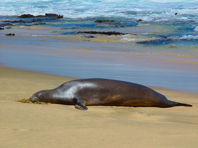 <br><B>But mostly I end up laying around in the sun</B><BR><FONT size=3>by rrehkemper</FONT>