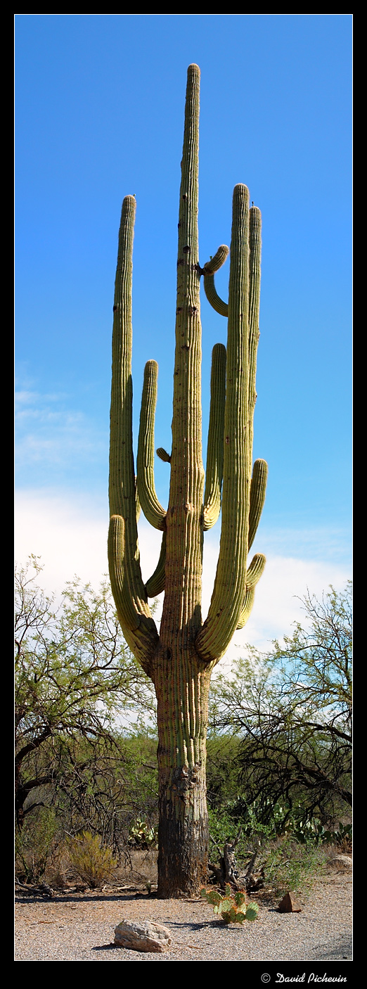 <B>Saguaro</B><BR><FONT size=1>by David Pichevin</FONT>
