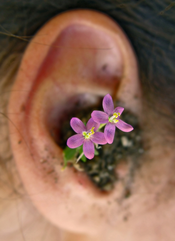 The sound of smell