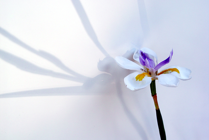 4th Place <br></b>Shadowplay<br><font size=2> by Nee</font>
