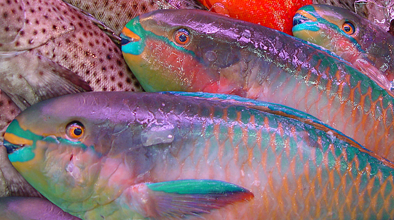 <p align=center> <b> Rainbow Trio </b> <br> <font size=1> by Helen Betts </font> </p>