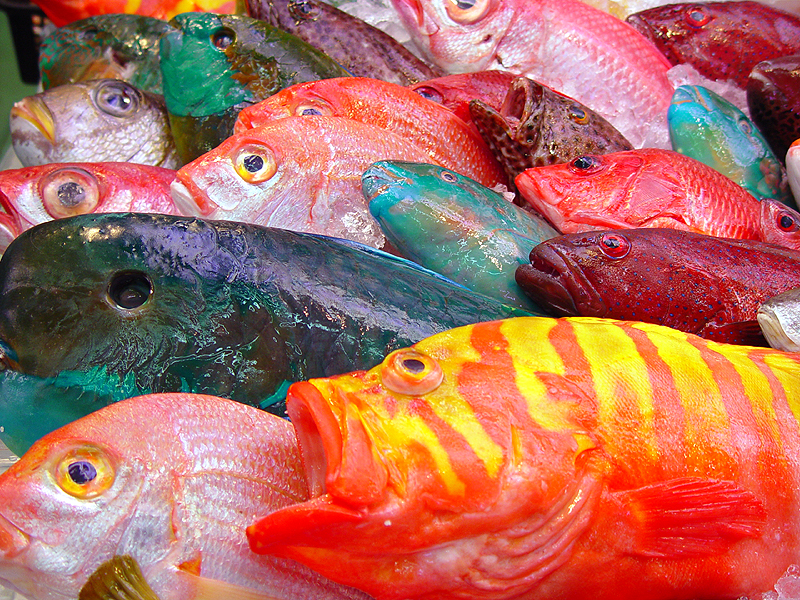 <p align=center> <b> A Fish of a Different Color </b> <br> <font size=1> by Helen Betts </font> </p>