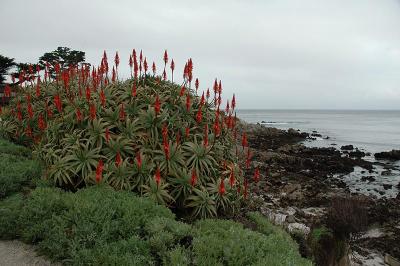 Monterey/Big Sur Area