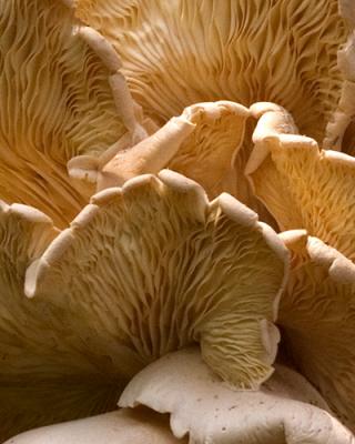 fungi