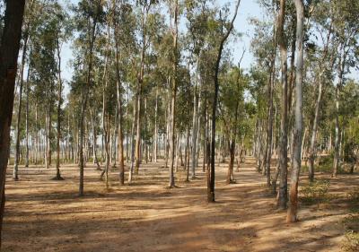 Santiniketan_Landscape.jpg