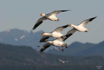 1-4-05 geese 4274.jpg