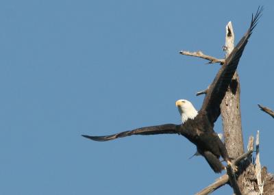 1-4-05 eagle 4088.jpg