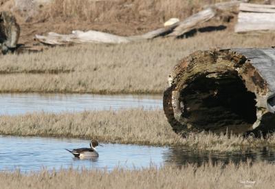 1-4-05 pintail 4084.jpg