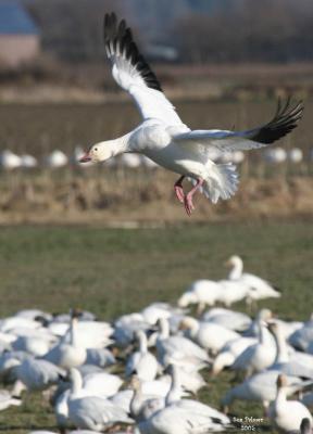 1-4-05 goose landing 4270.jpg