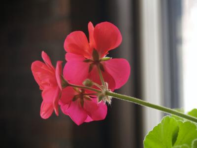 Geranium