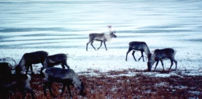 Caribou Pontoon Lk01jpg.jpg