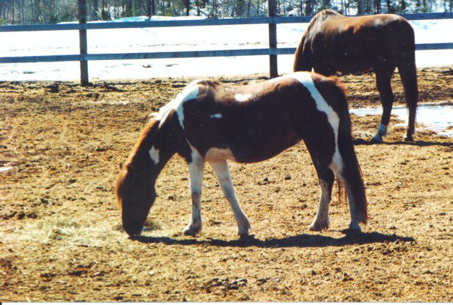 horses 01.jpg