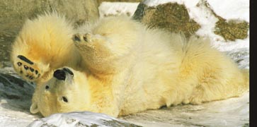 u13/susanlang/upload/7354712.polarbear1copy.jpg