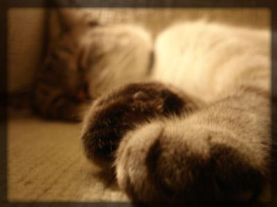 u13/susanne_medic/medium/38546741.CatPaw.jpg