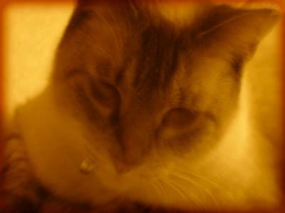 Blurry Cat / 13 Jan 05