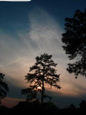 u13/susanne_medic/medium/41657138.SunsetWithTree.jpg