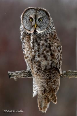 Great Grey Owl