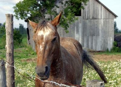 u13/sylvyn/medium/3537092.CRW_0809.jpg