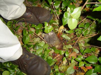 thats a small stump.  who tripped over that one?