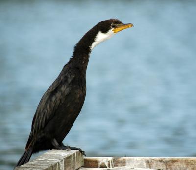 Cormoran pie - Forme  gorge blanche - Photo prise  Christchurch (NZ)