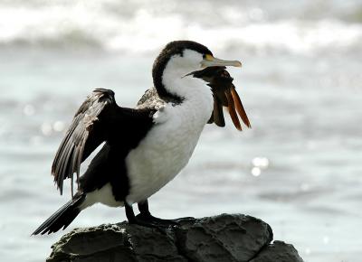 Cormoran vari - Photo prise  Kaikoura (NZ)