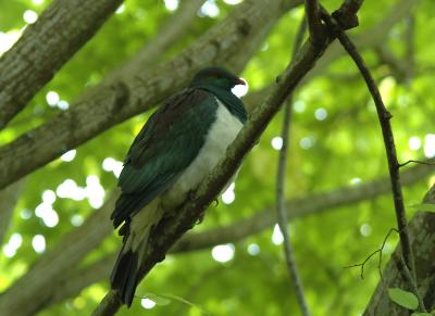 u13/tamandua/medium/42585049.DSC_0462.jpg