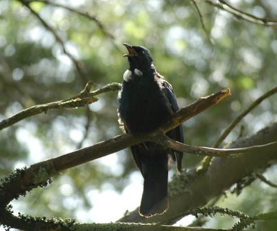 u13/tamandua/medium/42587390.DSC_2172.jpg
