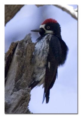 u13/tammie_and_russ/medium/42528636.AcornWoodpecker1.jpg
