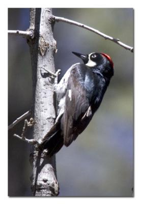 u13/tammie_and_russ/medium/42528687.AcornWoodpecker2.jpg
