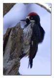 Acorn Woodpecker 1.jpg