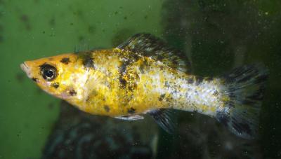 u13/tastyorange/medium/42467511.P4230163.jpg