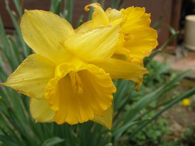 Daffodils