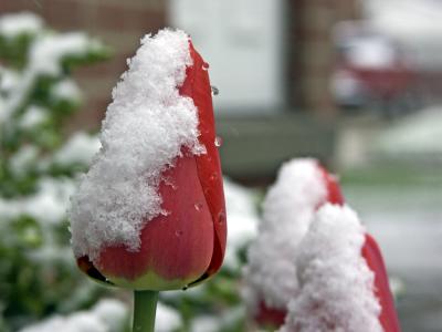 Snowy Tulip