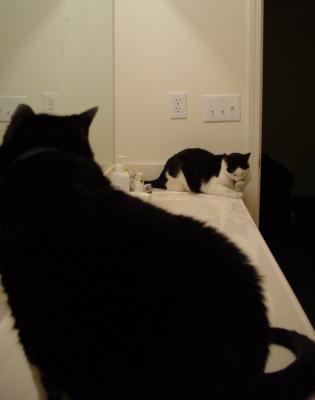 1716-counter cats.jpg