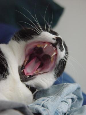 1725-yawn.jpg