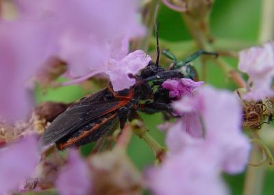 u13/tg/medium/3389459.1280deathonthecrepemyrtle.jpg