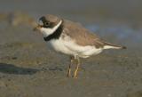 Semipalmated Plover, breeding plumage