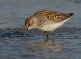 Western Sandpiper, spring breeding