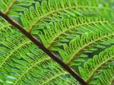Fern3.jpg