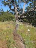 GnarledTree.jpg