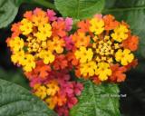 RainbowFlower.jpg