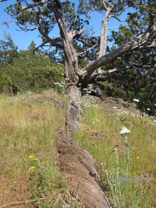 GnarledTree.jpg